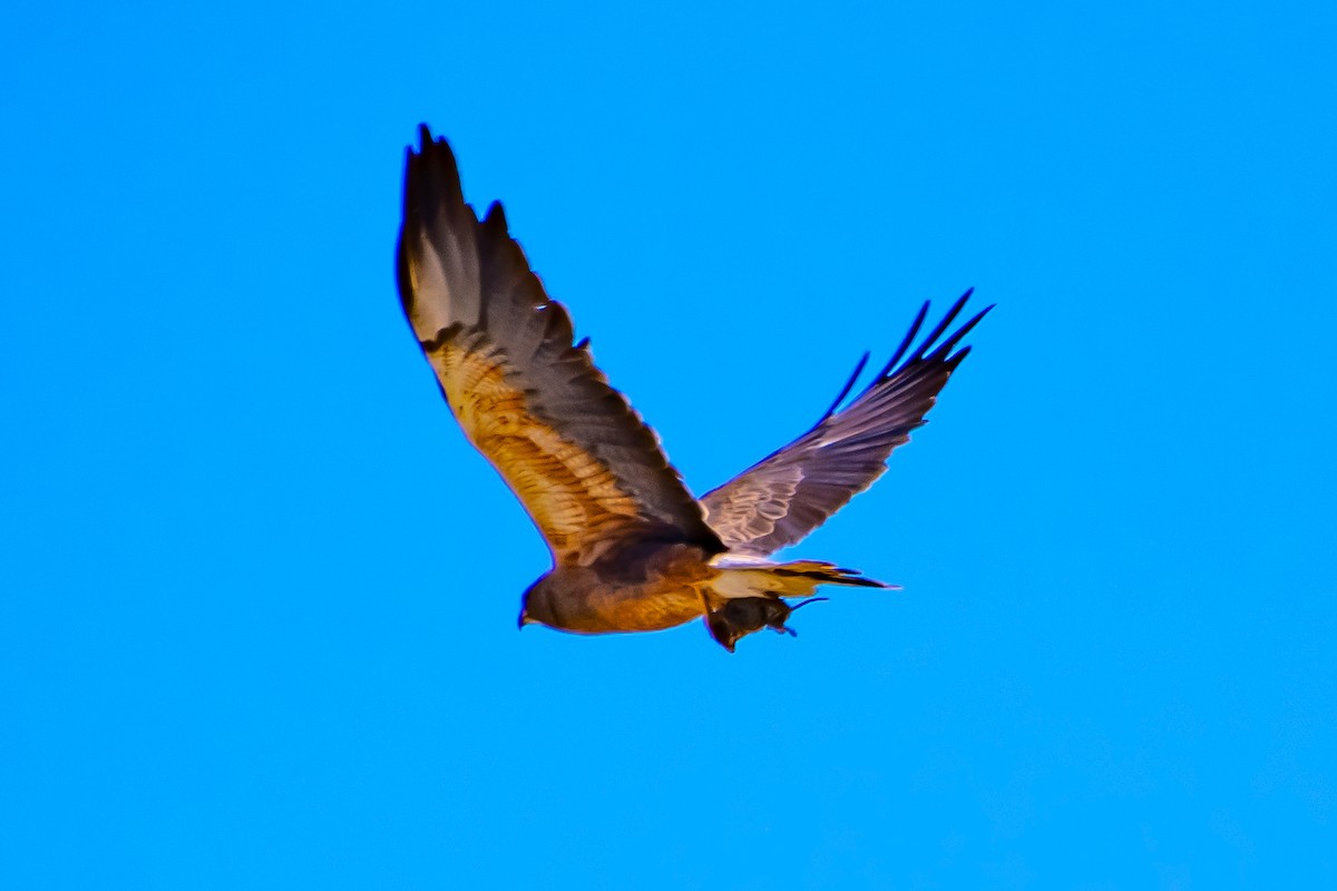 Swainson's Hawk - ML620877679