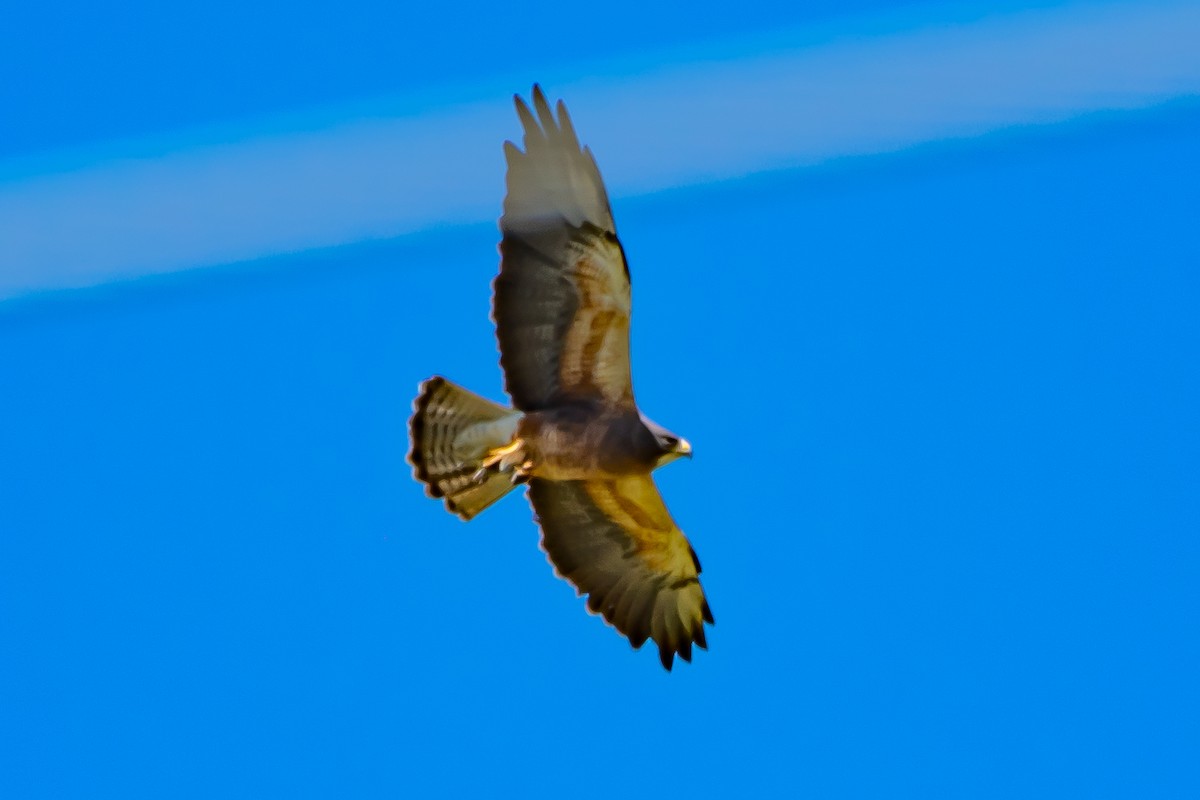 Swainson's Hawk - ML620877680