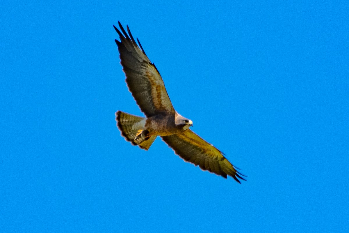 Swainson's Hawk - ML620877682