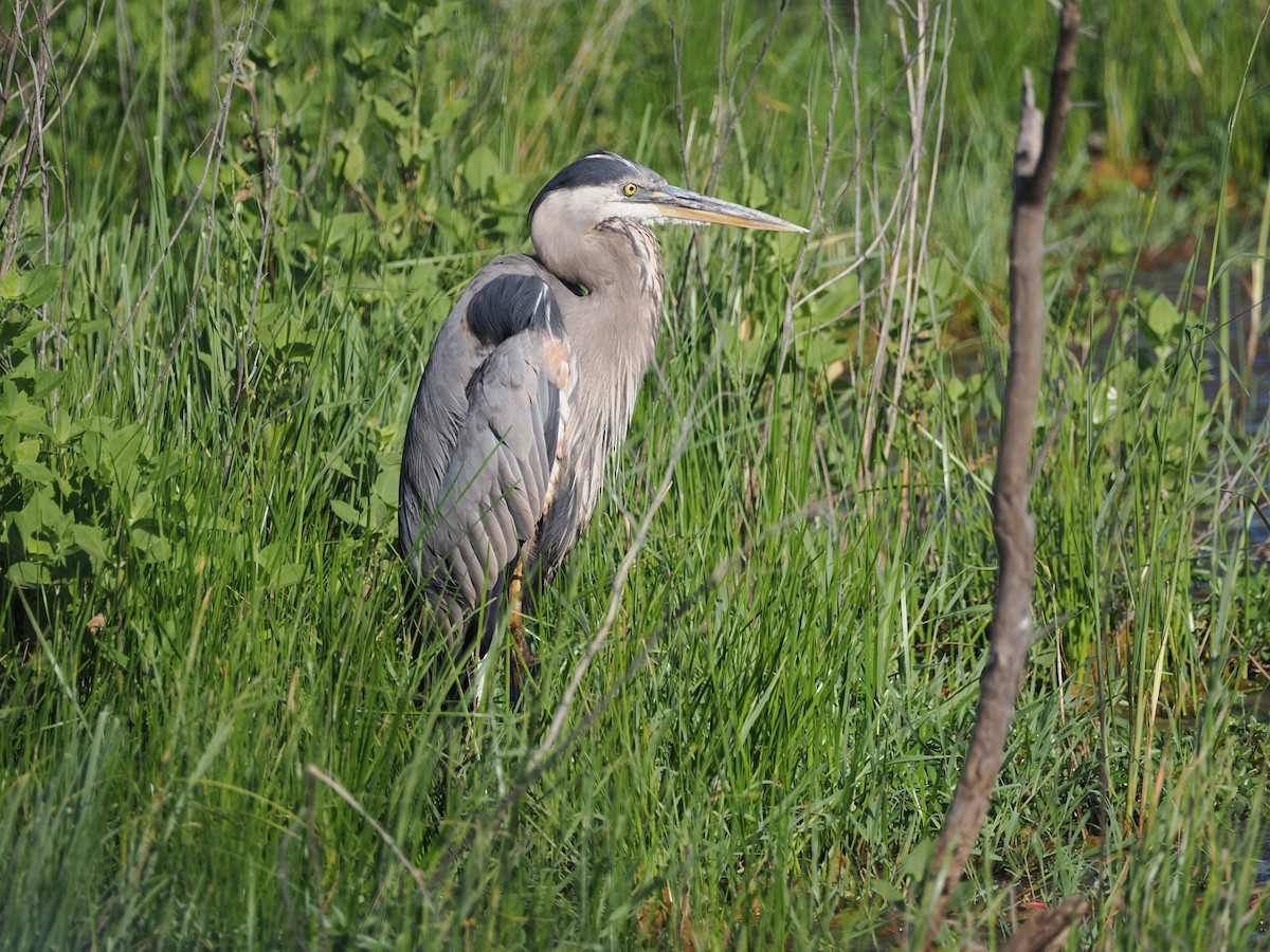 Great Blue Heron - ML620877691