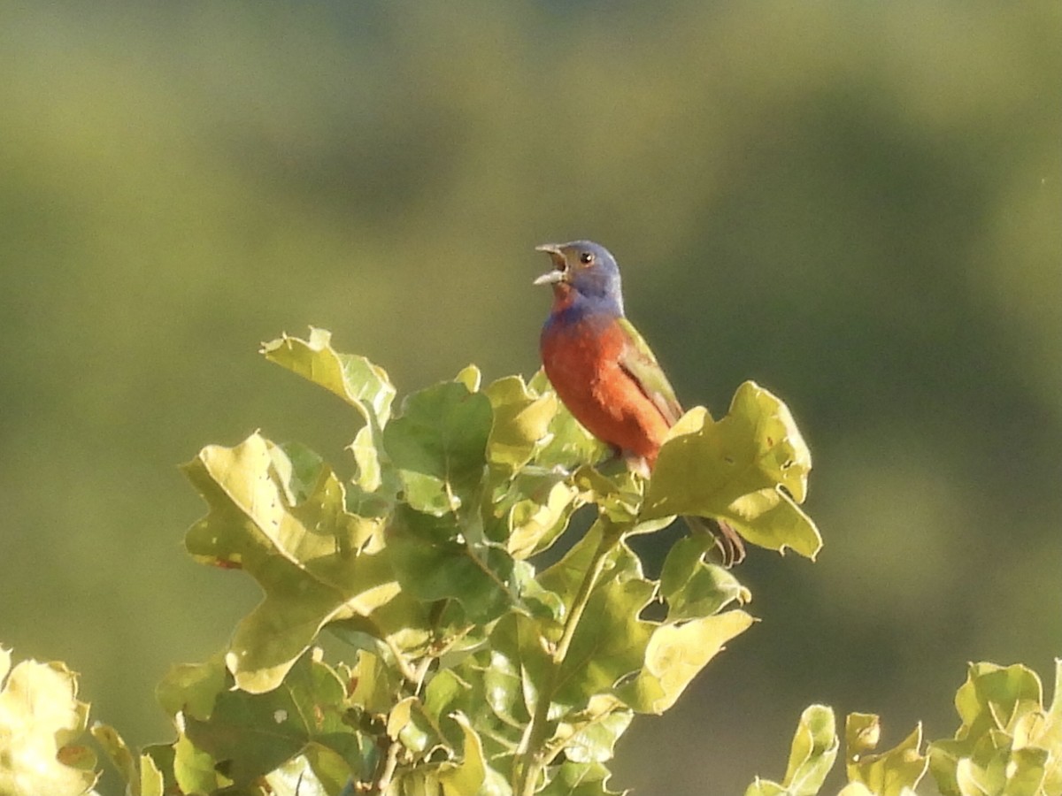 Painted Bunting - ML620877692