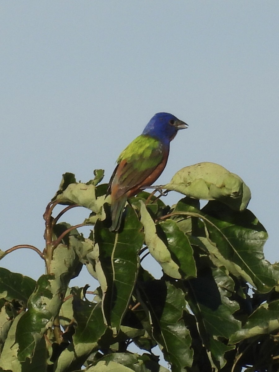 Painted Bunting - ML620877693