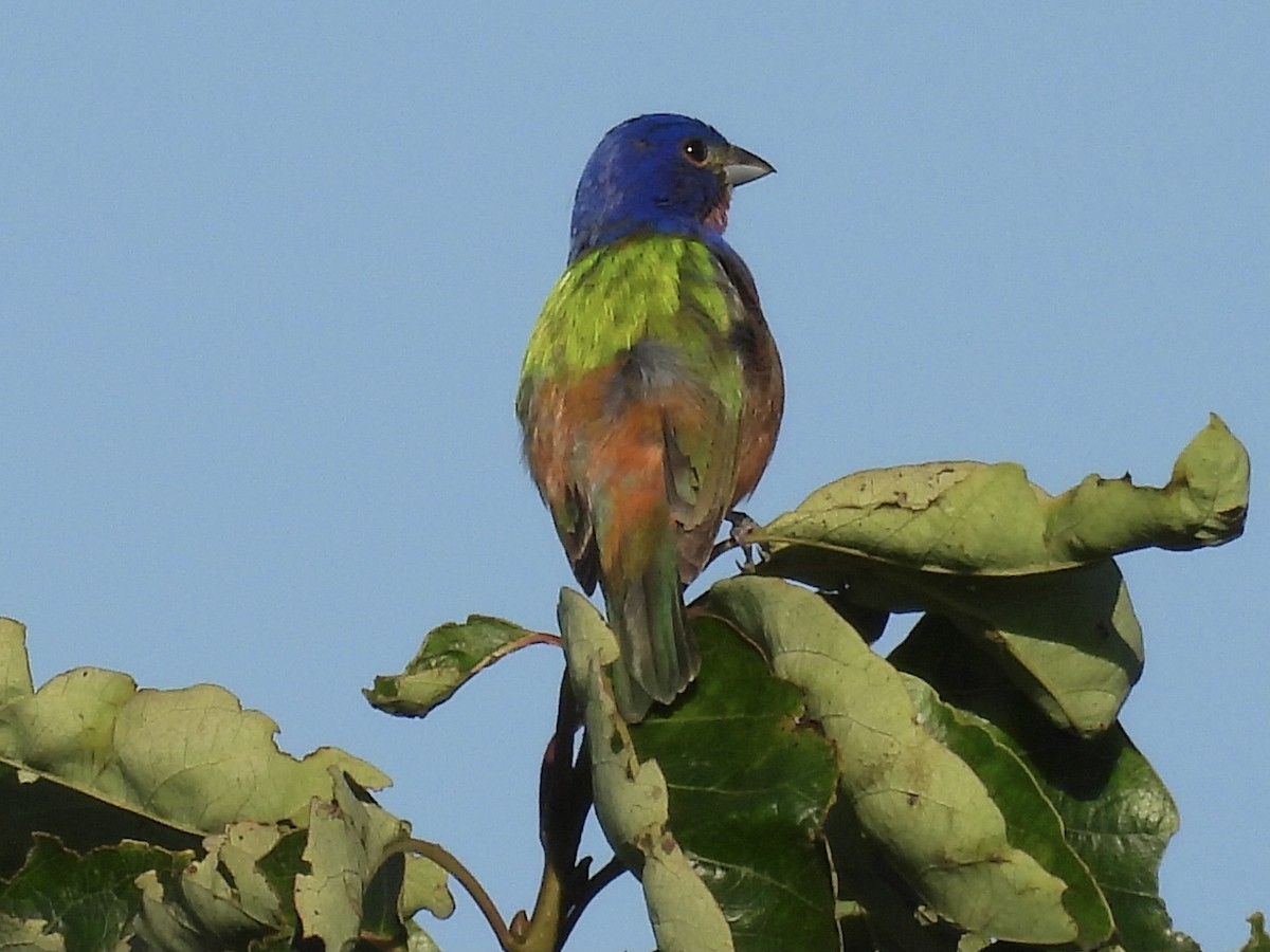 Painted Bunting - ML620877694