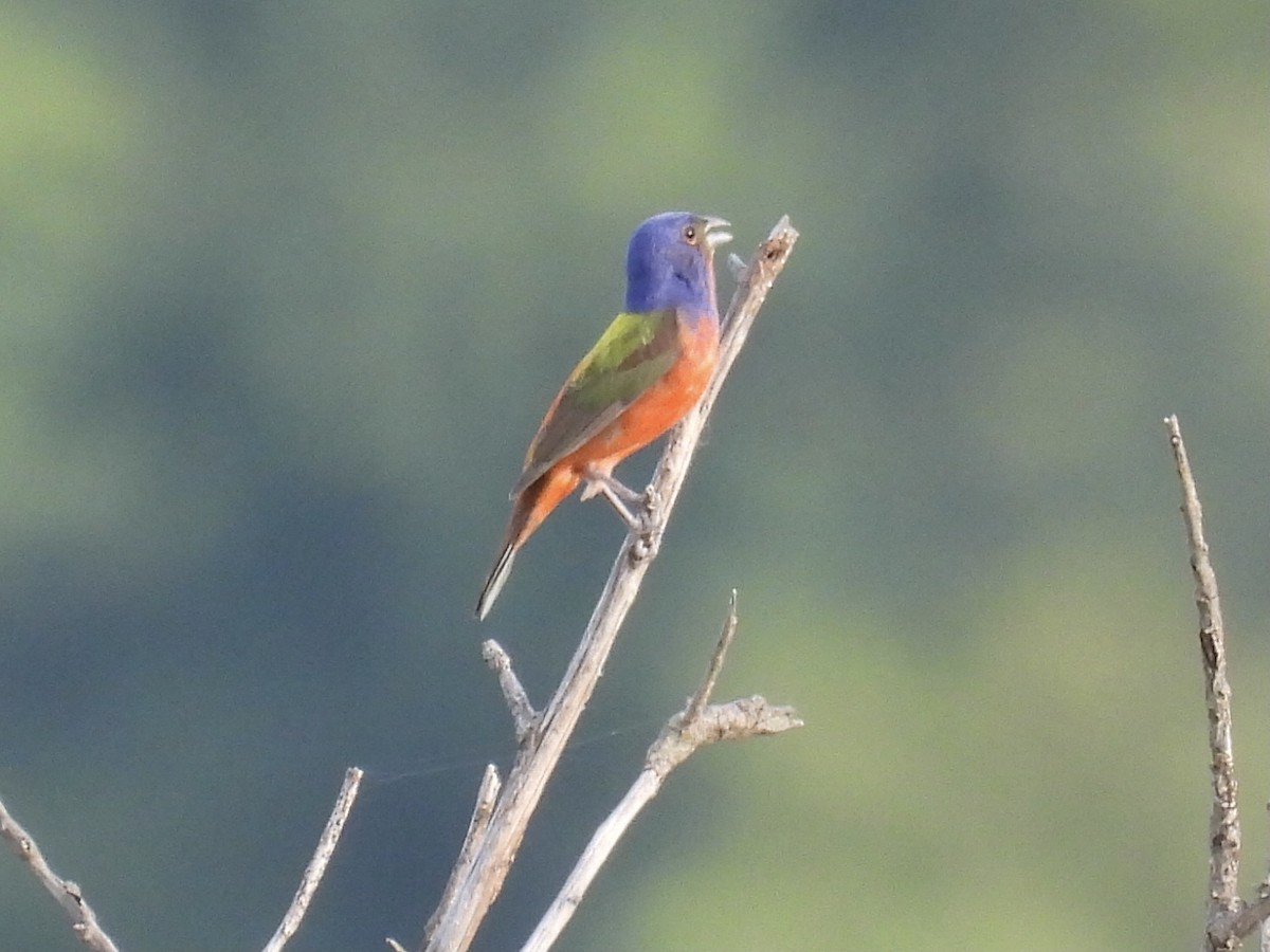 Painted Bunting - ML620877695