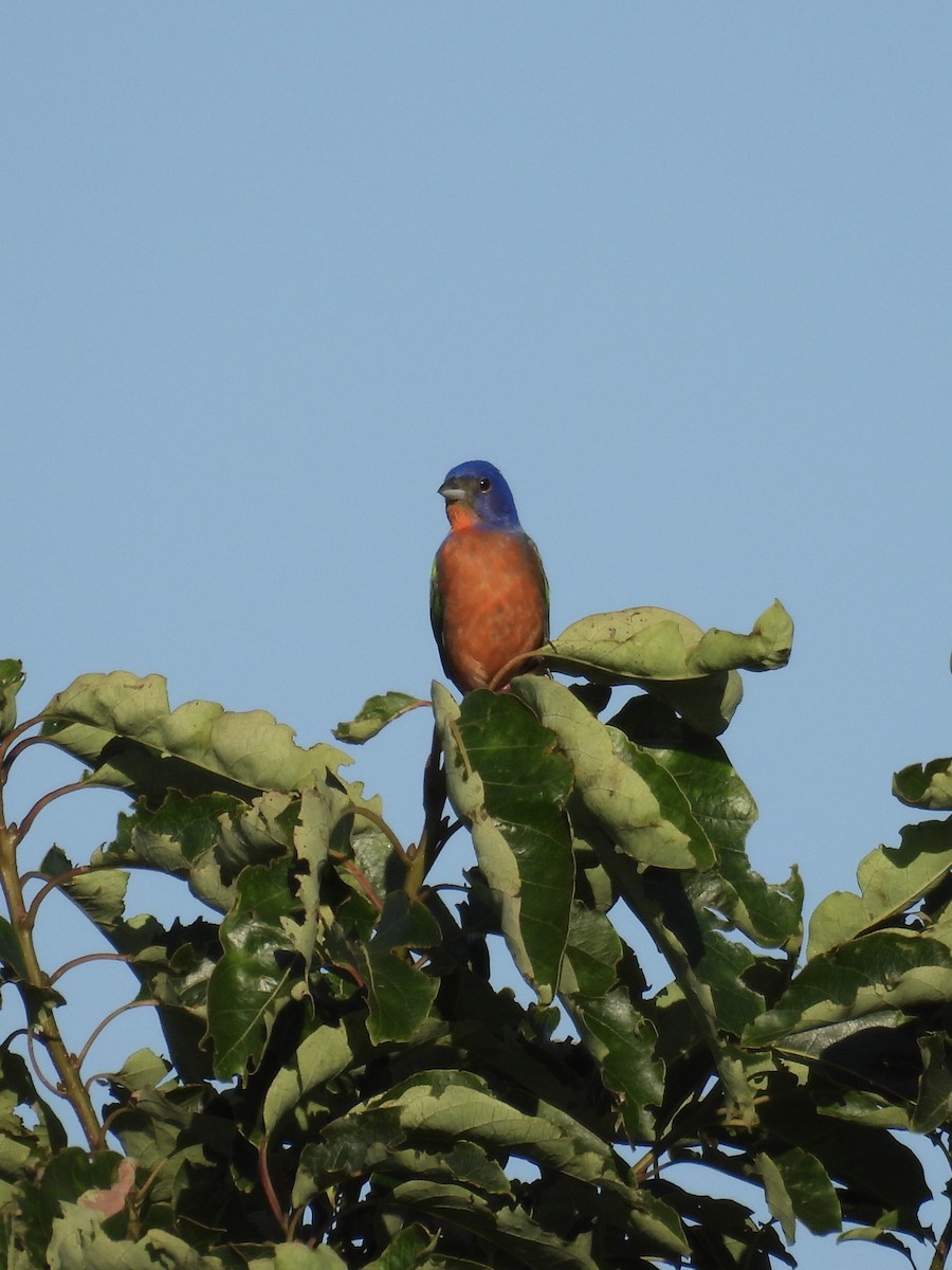 Painted Bunting - ML620877696