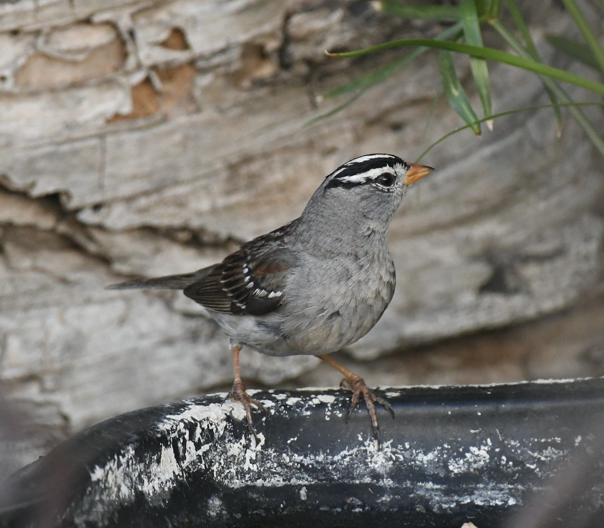 White-crowned Sparrow - ML620877699