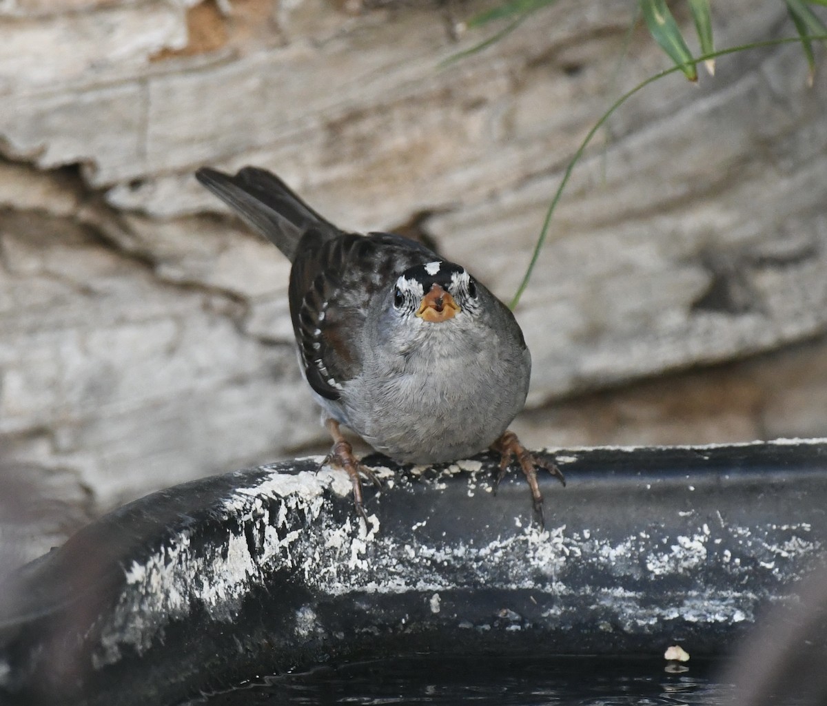 White-crowned Sparrow - ML620877703