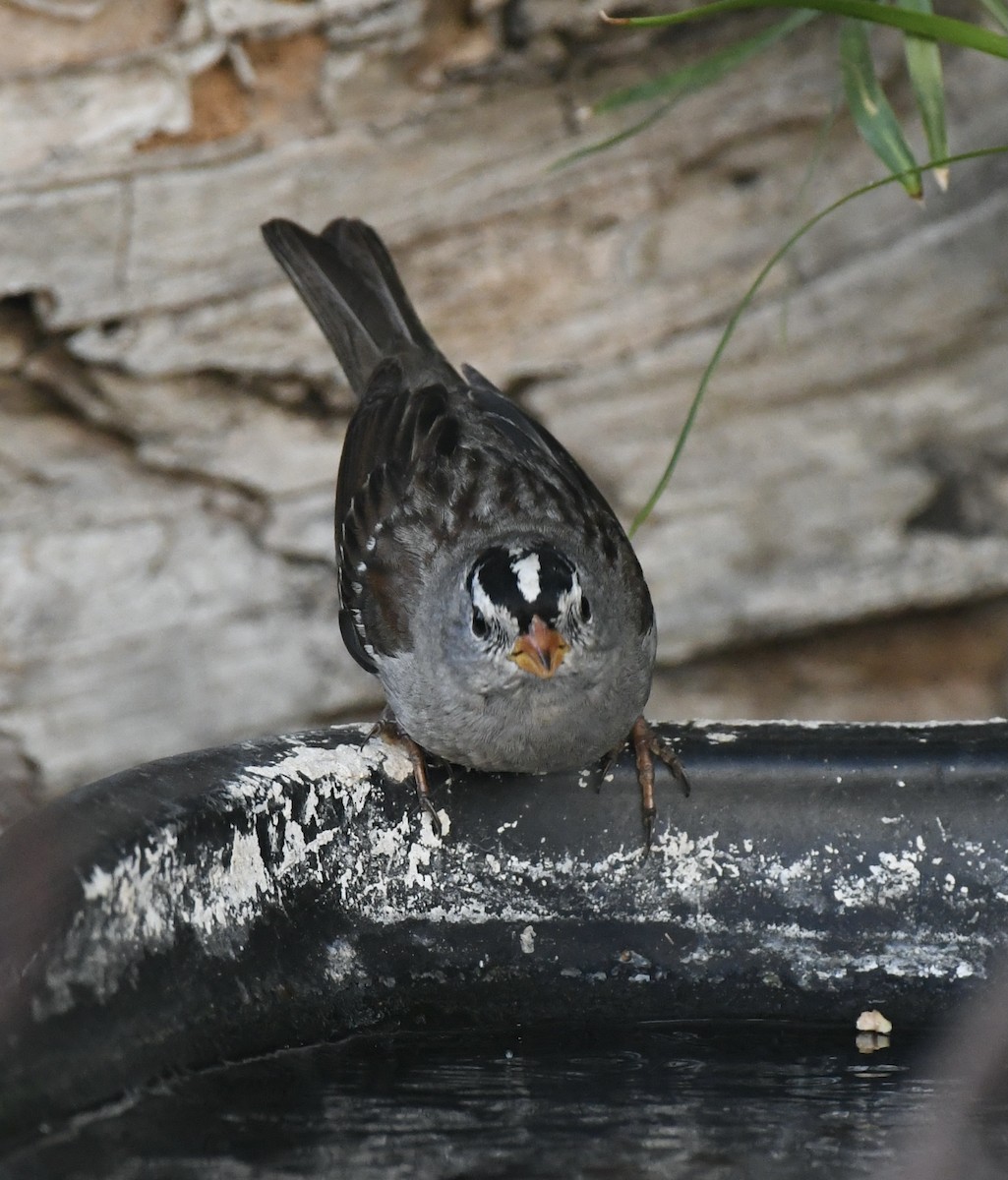 White-crowned Sparrow - ML620877704