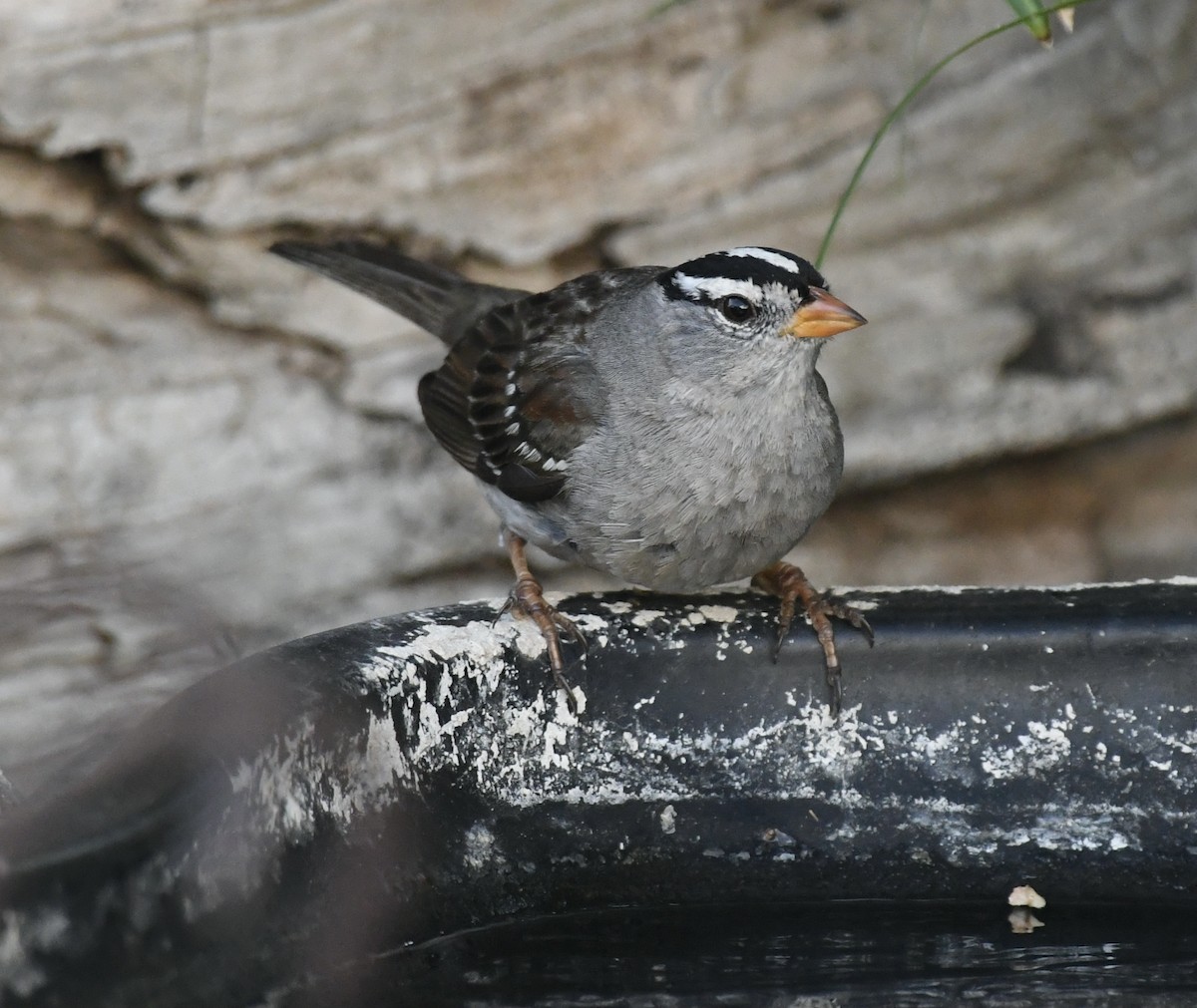 White-crowned Sparrow - CK Staurovsky