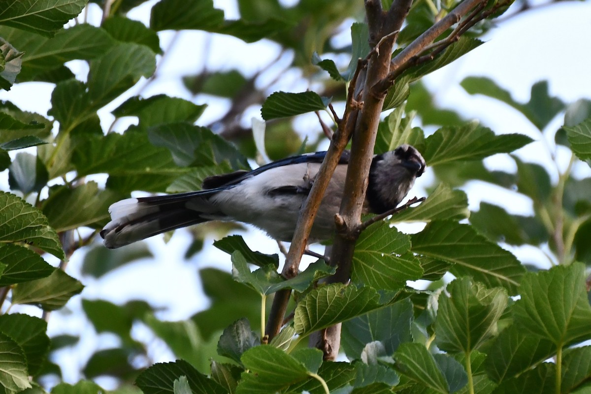 Blue Jay - ML620877709