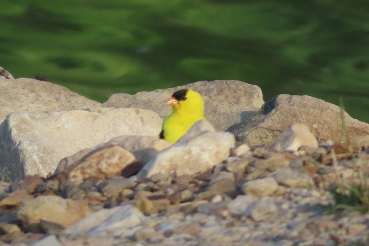 Chardonneret jaune - ML620877711