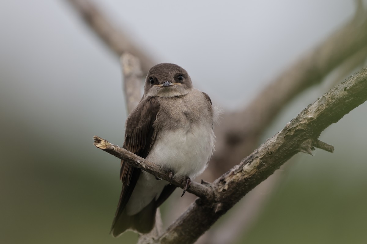 Northern Rough-winged Swallow - ML620877712