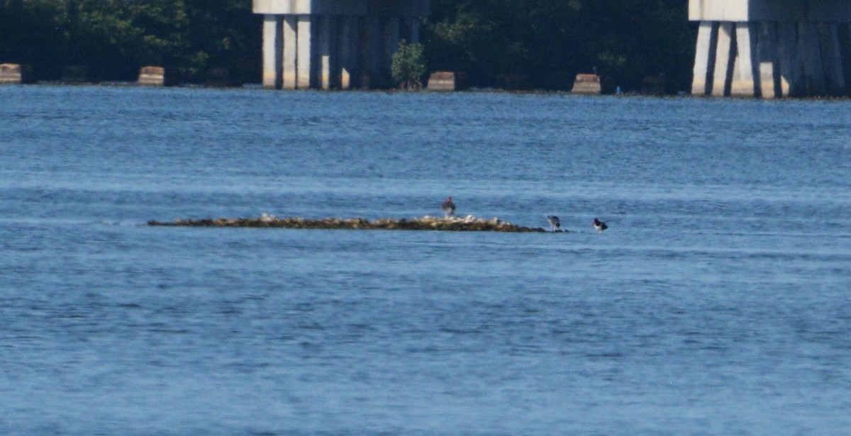 American Oystercatcher - ML620877722