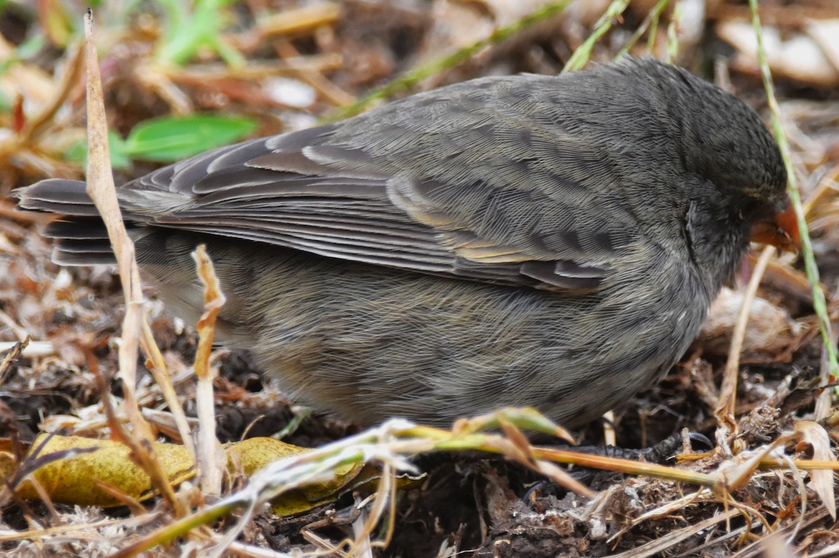 Small Ground-Finch - ML620877725