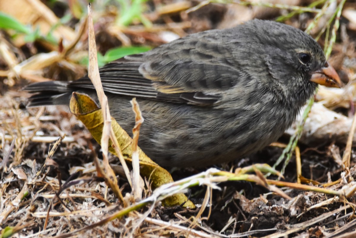 Small Ground-Finch - ML620877726