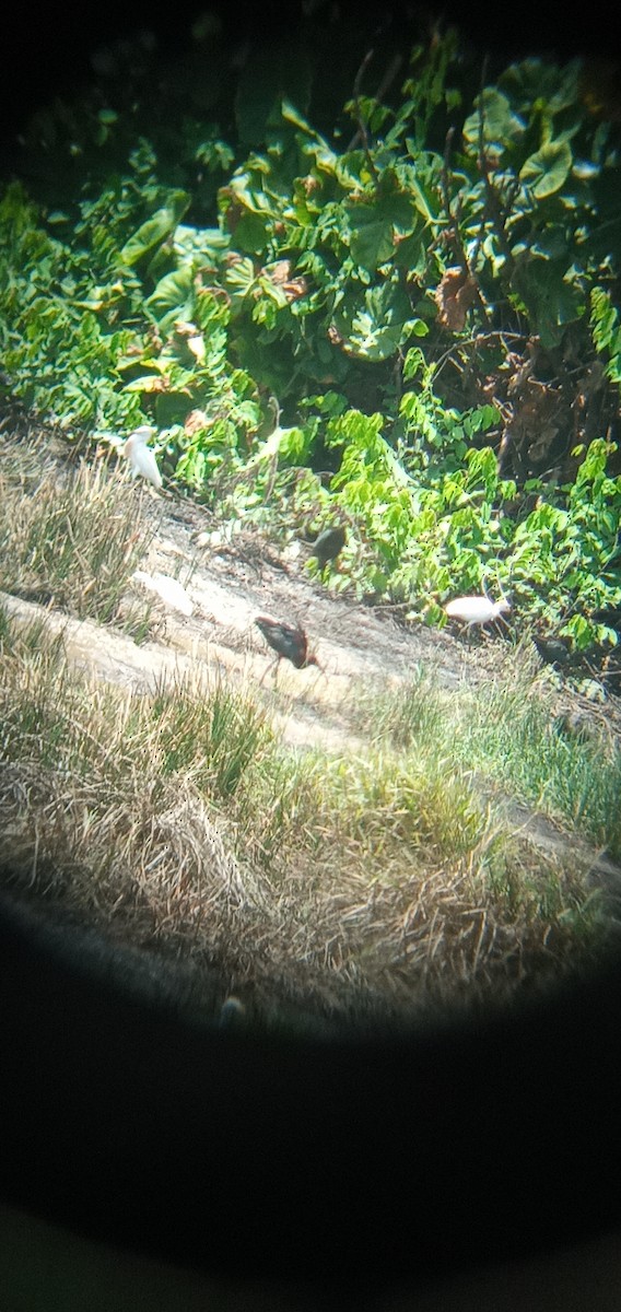 Glossy Ibis - ML620877729