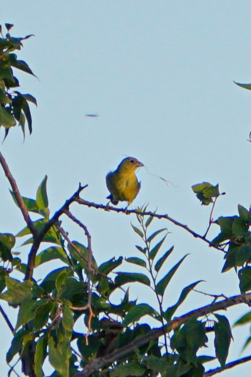 Painted Bunting - ML620877734