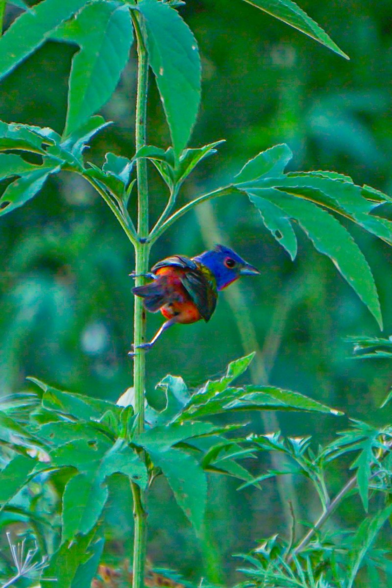 Painted Bunting - ML620877735