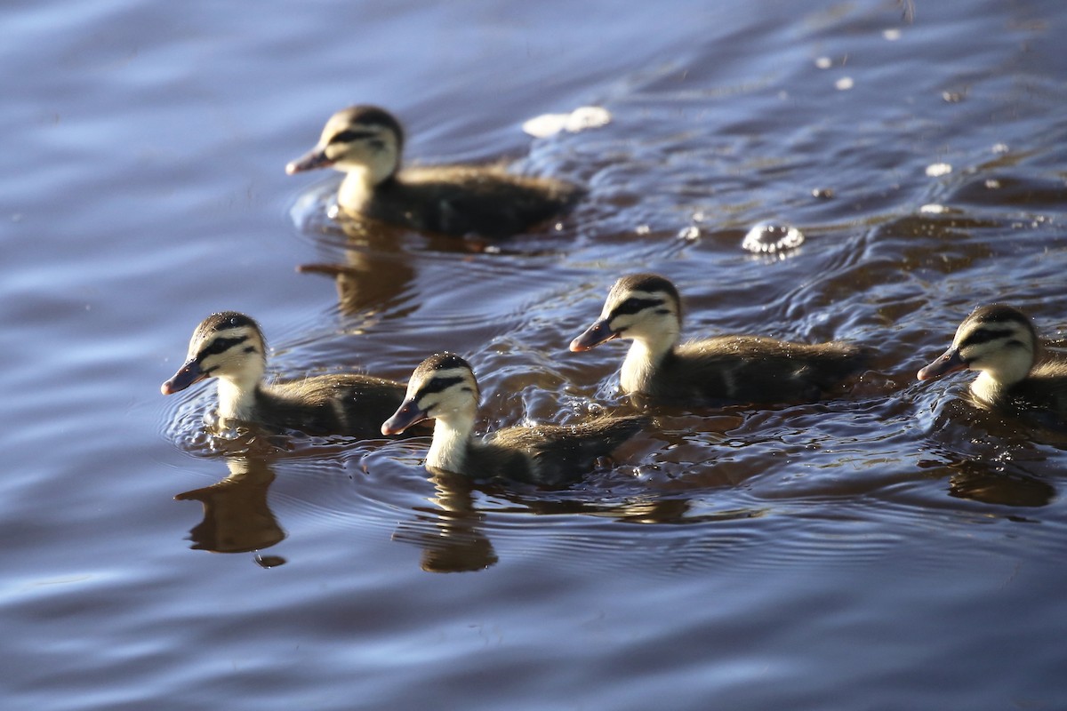 Pacific Black Duck - ML620877737