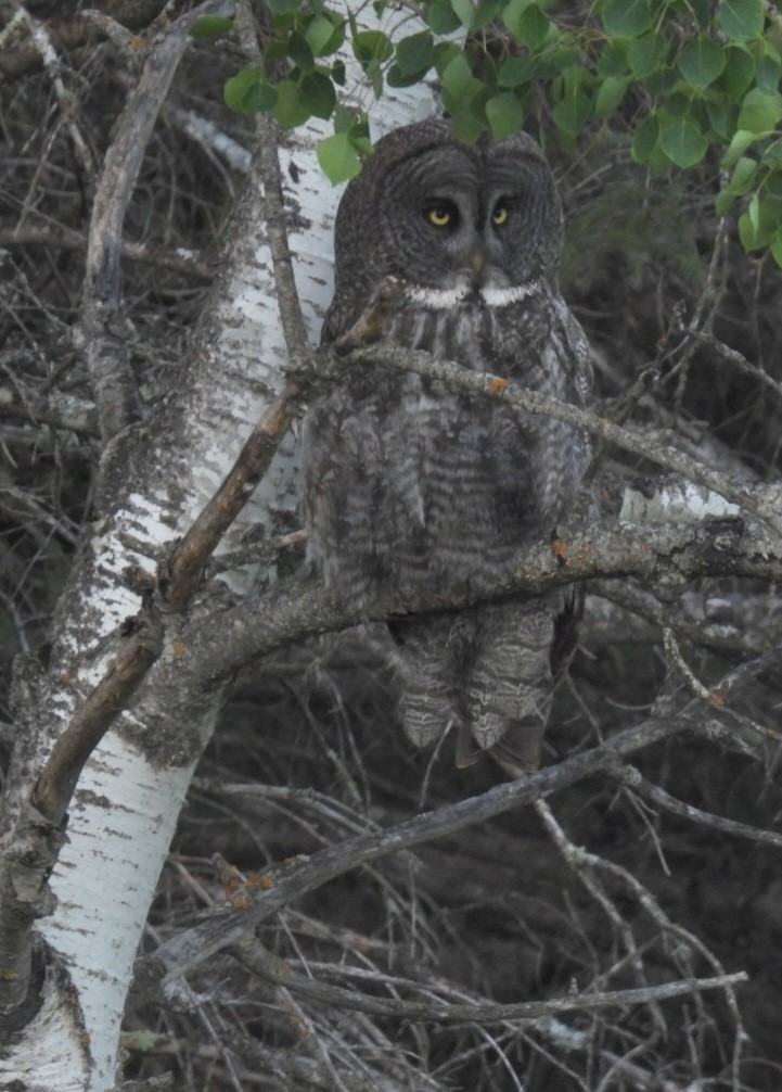 Great Gray Owl - ML620877740