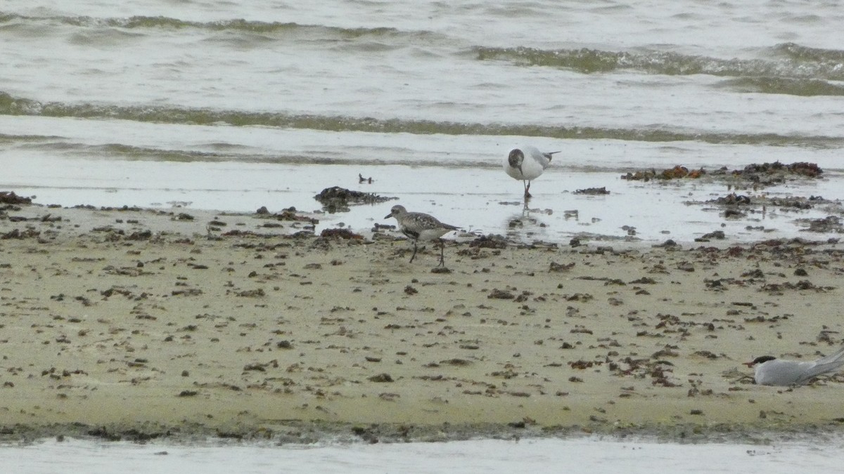 European Golden-Plover - ML620877744