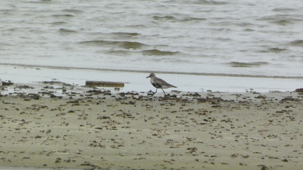 European Golden-Plover - ML620877745