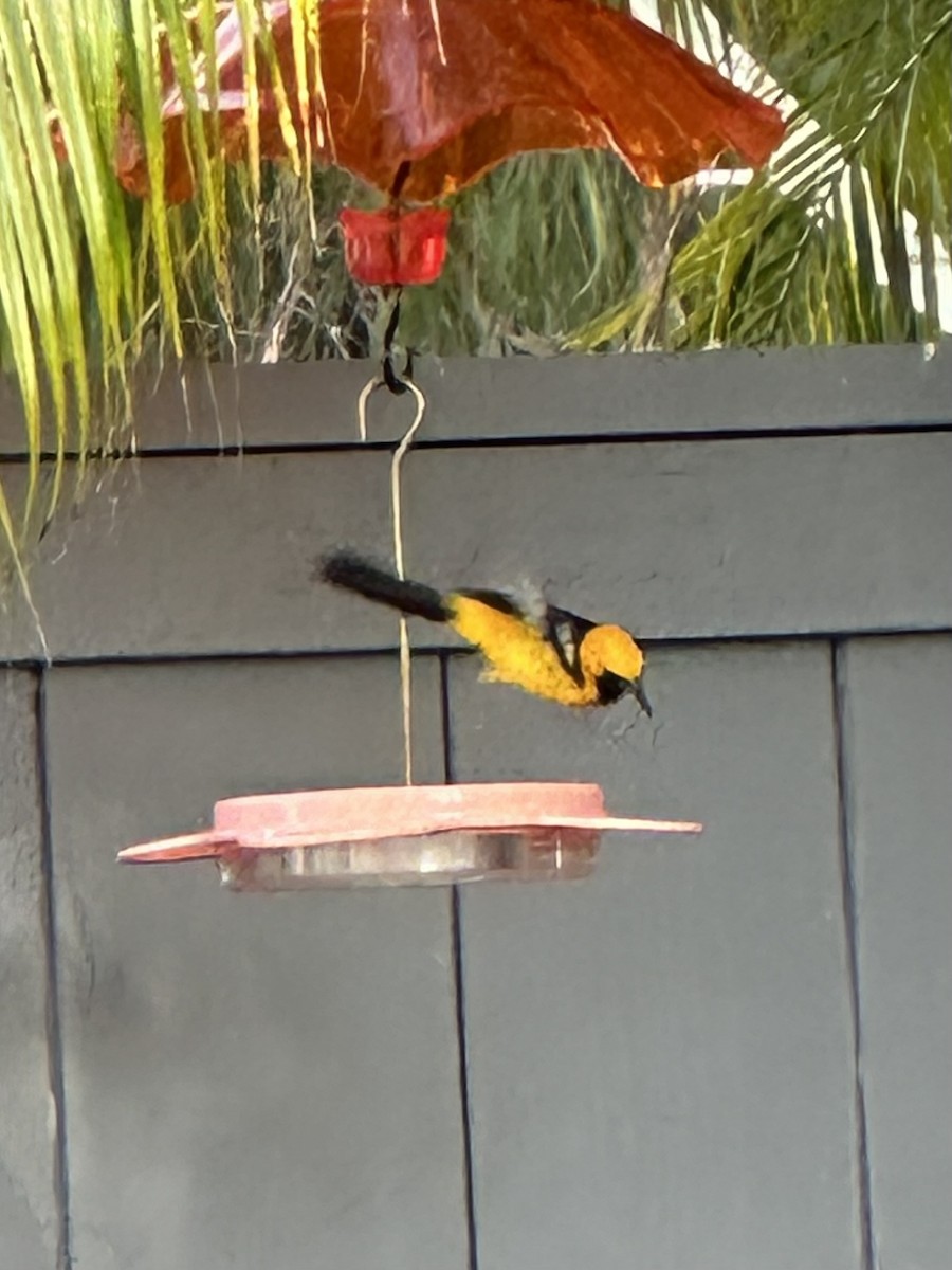 Hooded Oriole - ML620877748