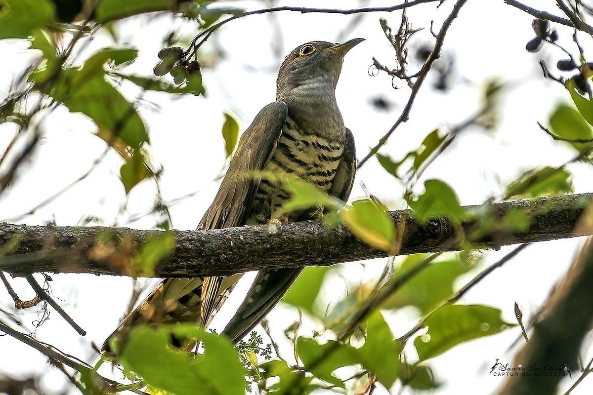 Himalayan Cuckoo - Samir Sachdeva