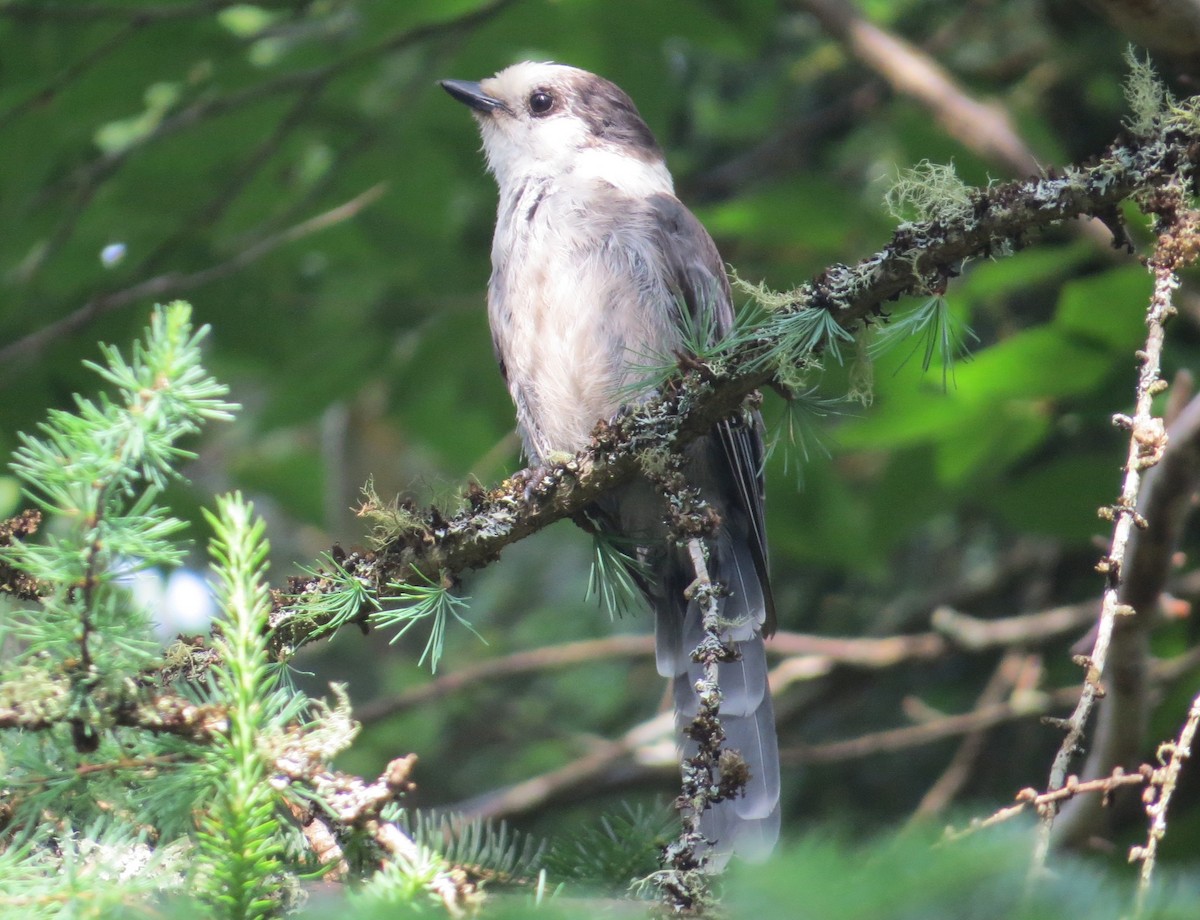 Canada Jay (Boreal) - ML620877750