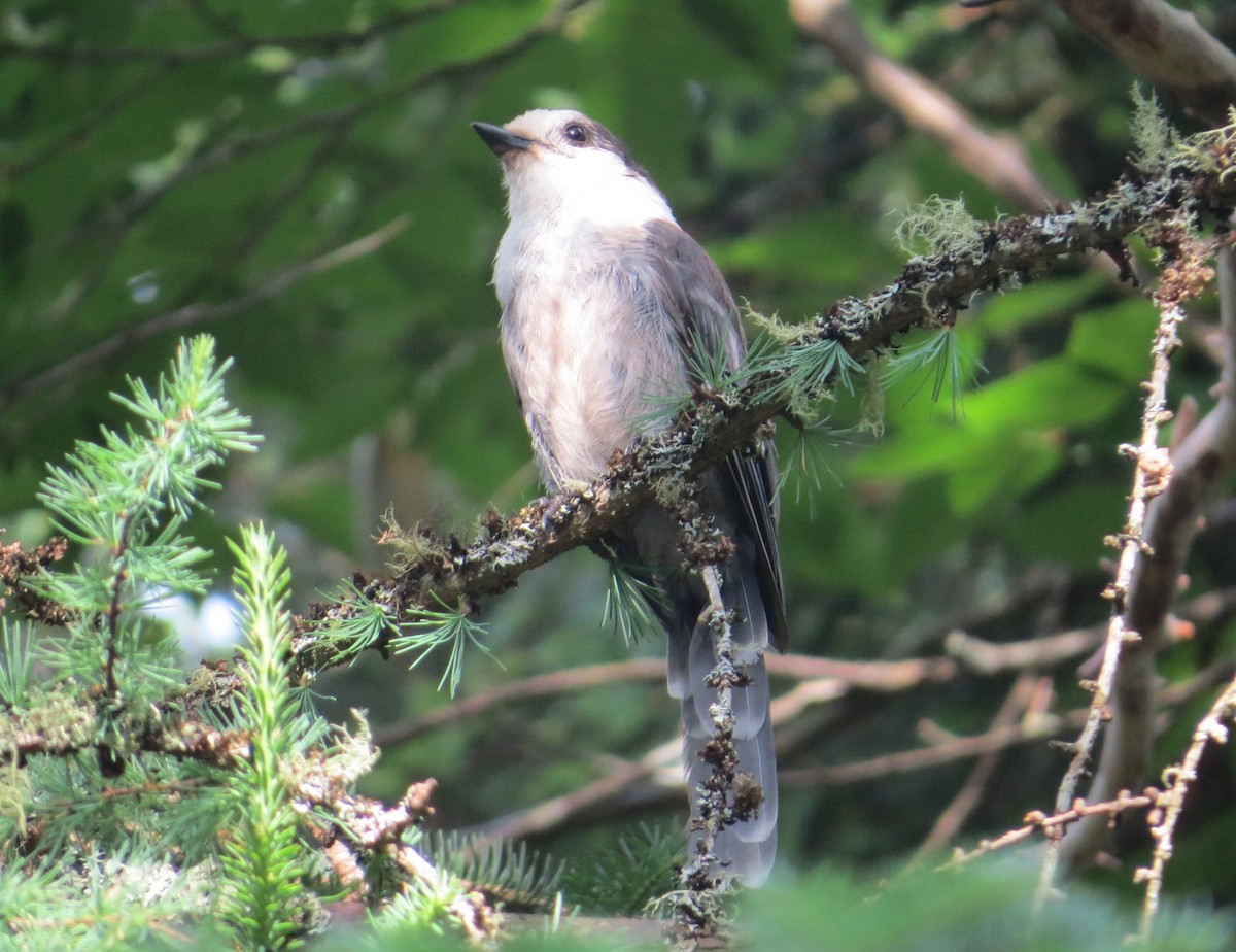 Arrendajo Canadiense (grupo canadensis) - ML620877751