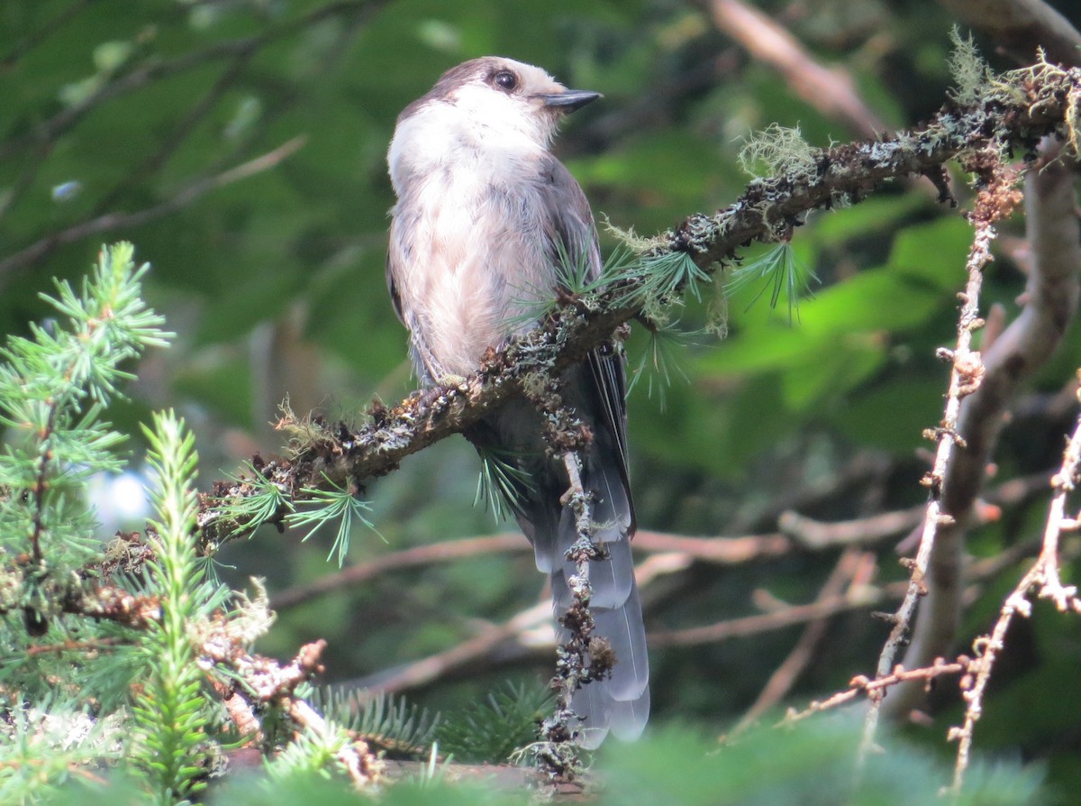 Canada Jay (Boreal) - ML620877752