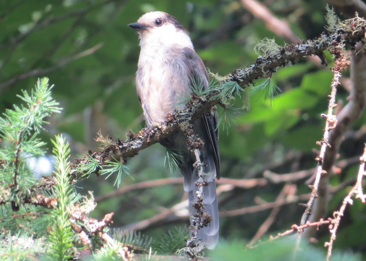 Canada Jay (Boreal) - ML620877754