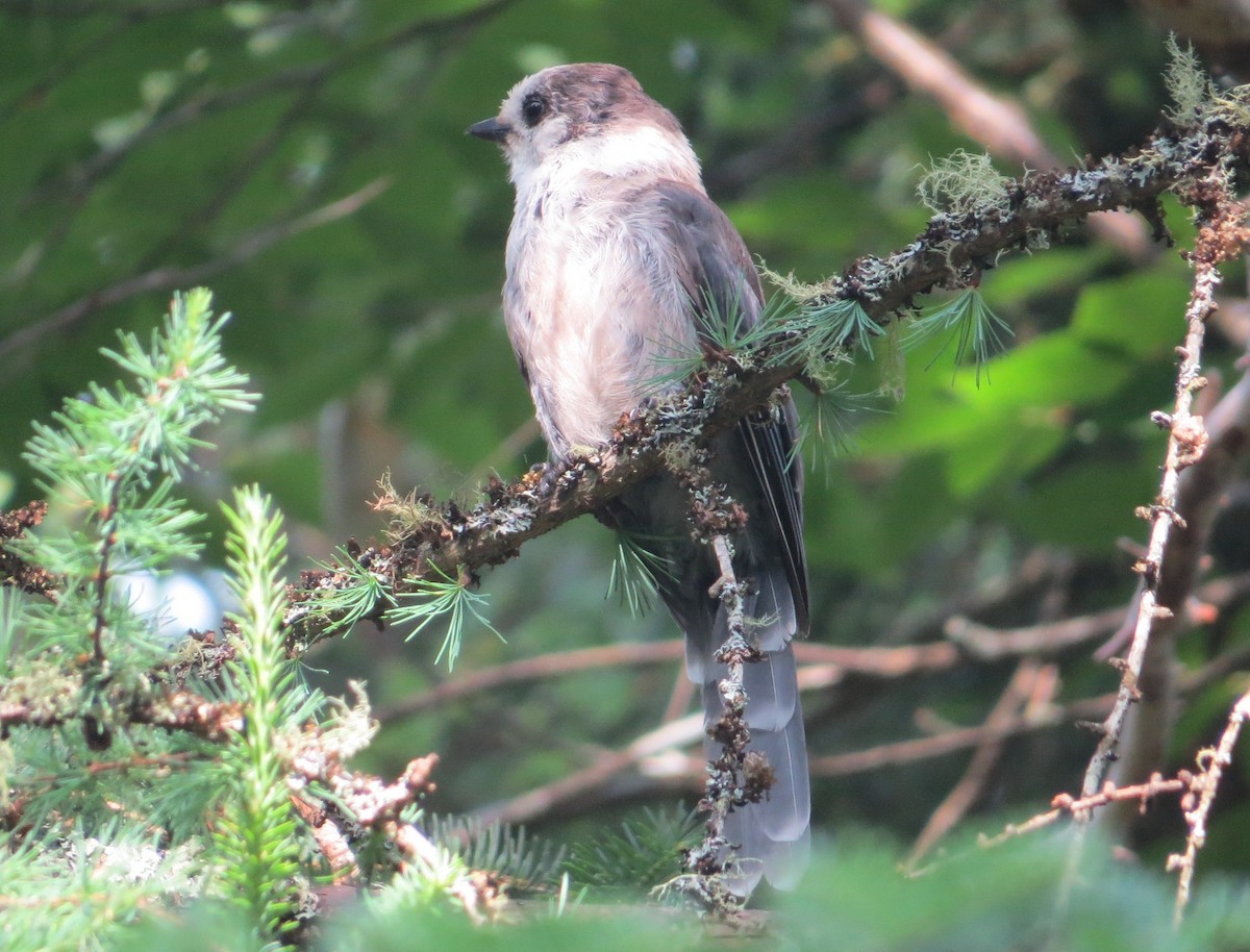 Canada Jay (Boreal) - ML620877756