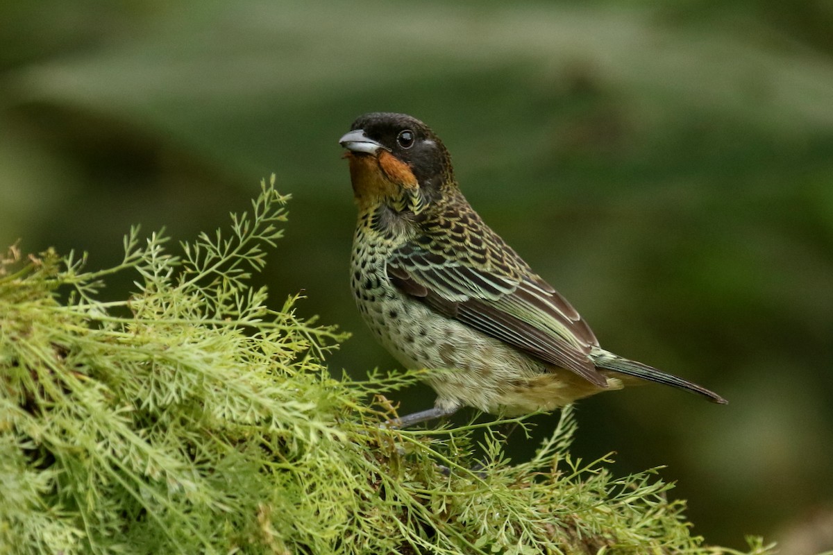 Rufous-throated Tanager - ML620877757