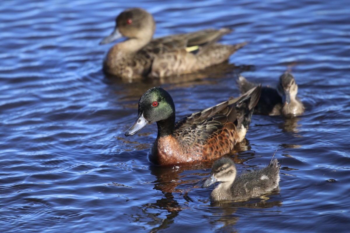 Chestnut Teal - ML620877758