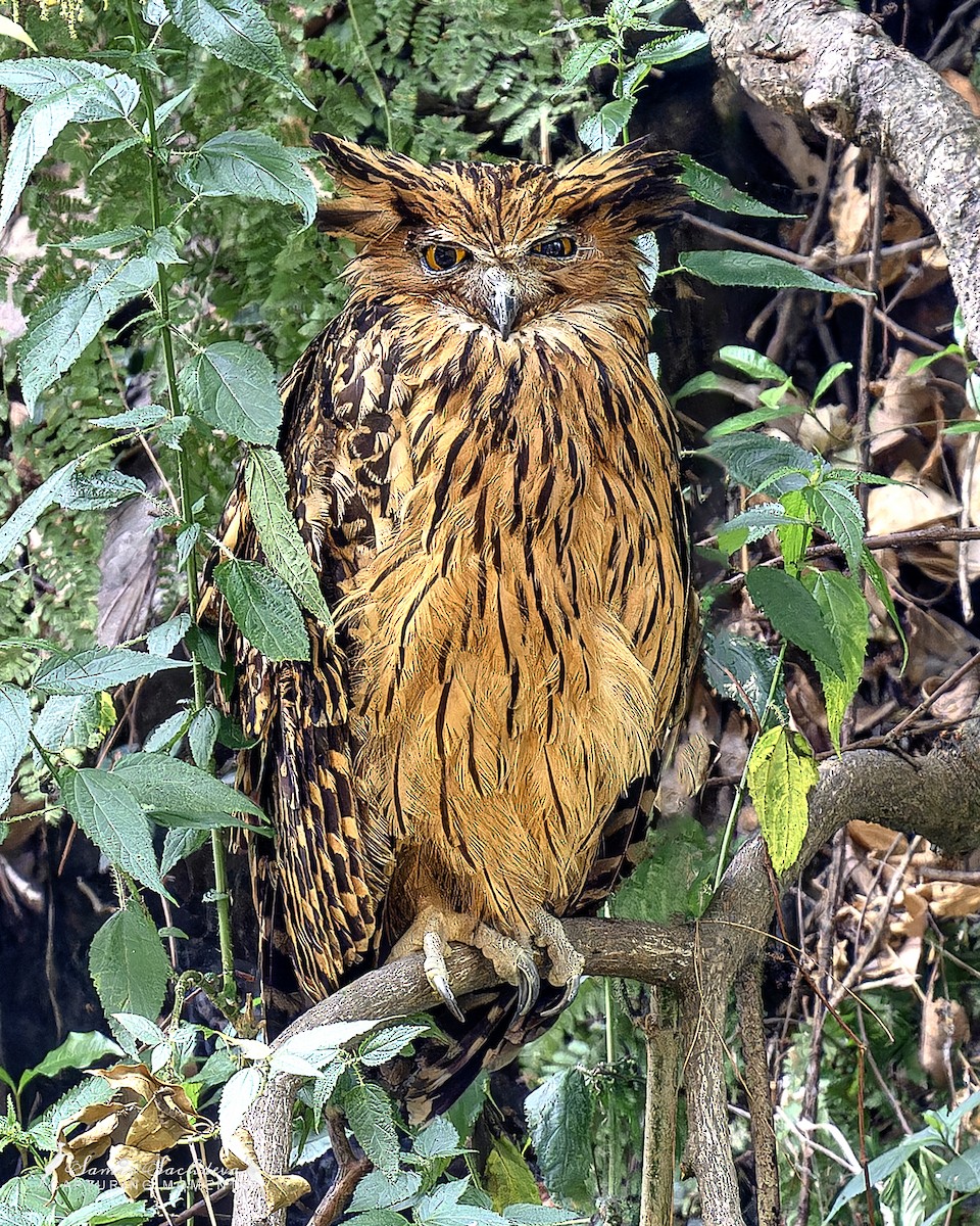 Tawny Fish-Owl - ML620877760