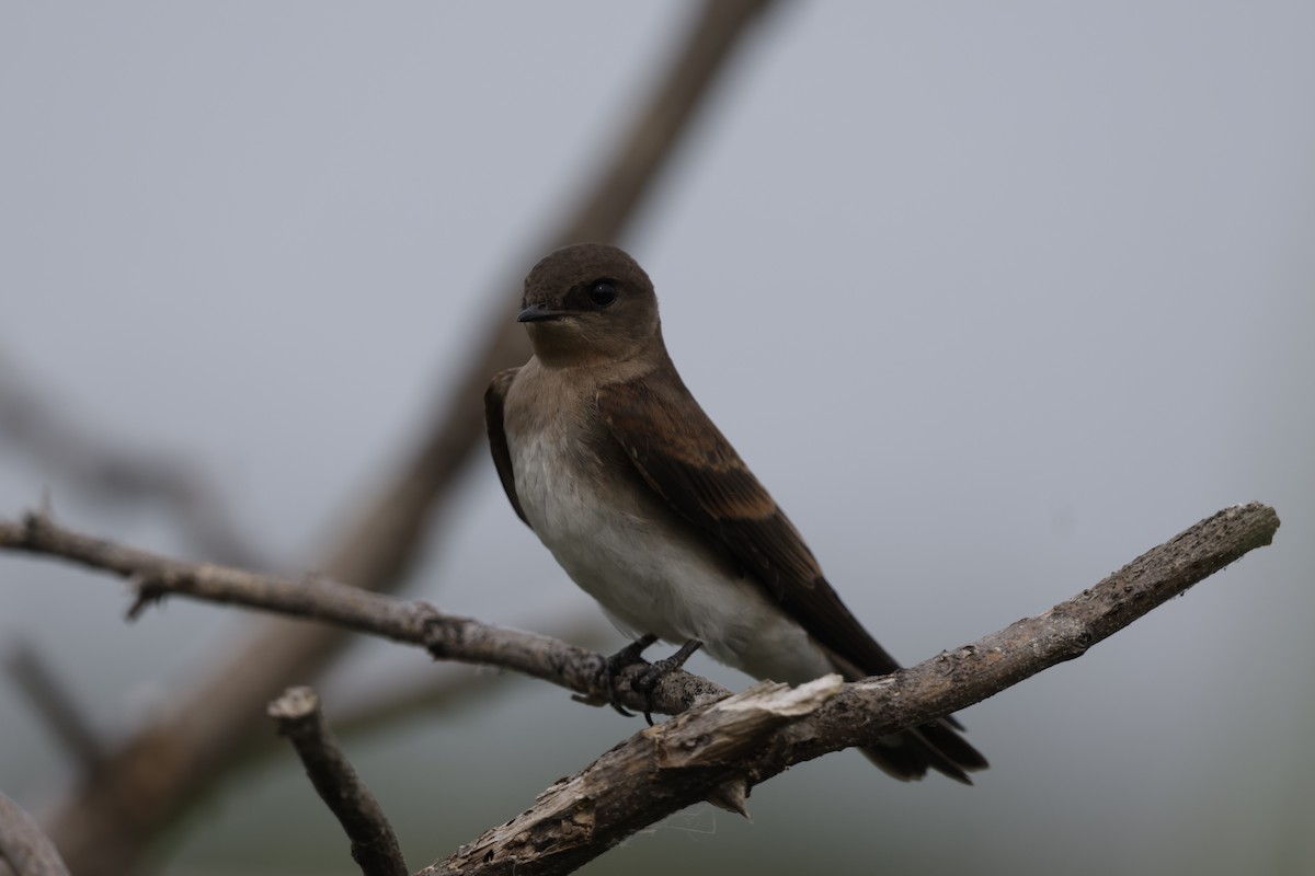 Northern Rough-winged Swallow - Janice Farral