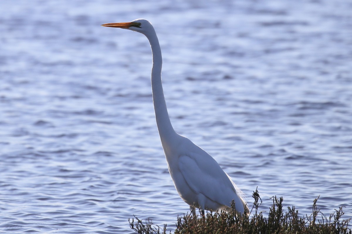 Great Egret - ML620877763