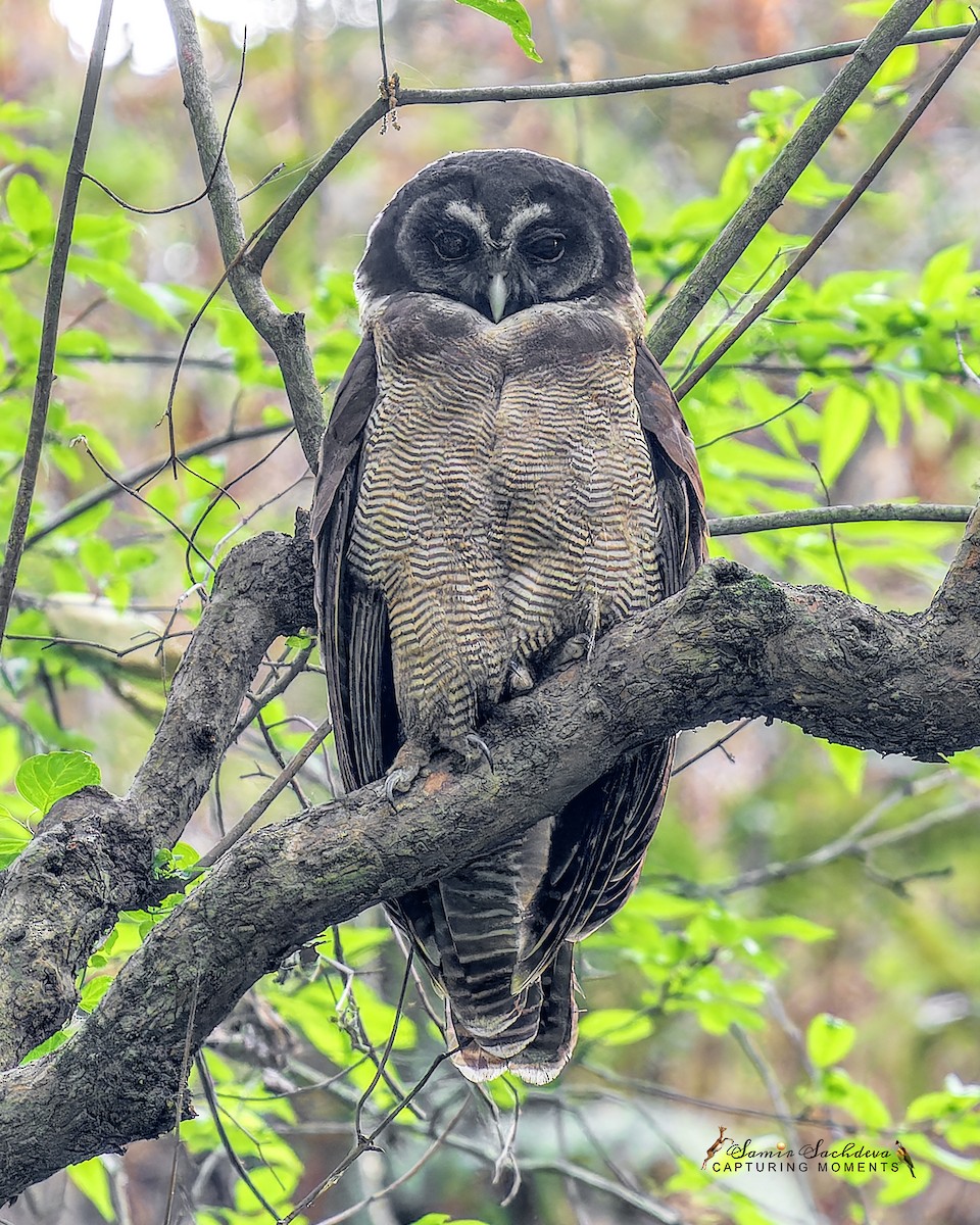 Brown Wood-Owl - ML620877767