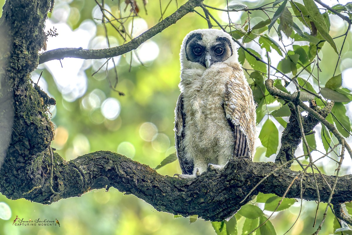 Brown Wood-Owl - ML620877768