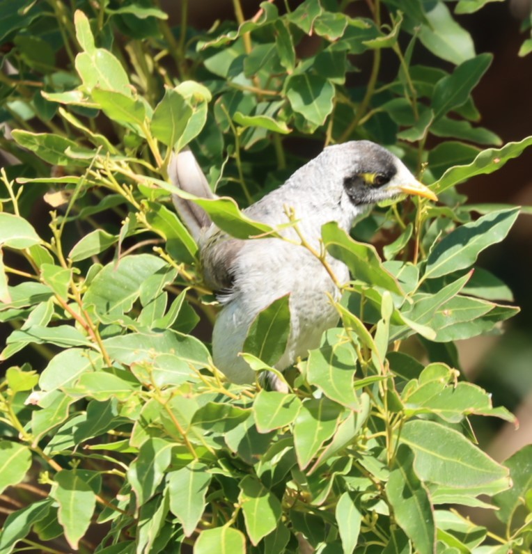 Noisy Miner - ML620877772