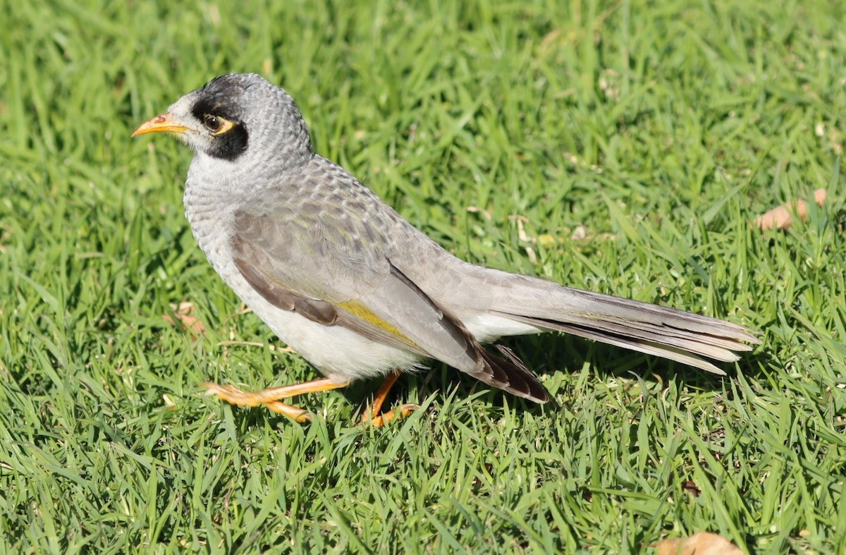 Noisy Miner - ML620877773