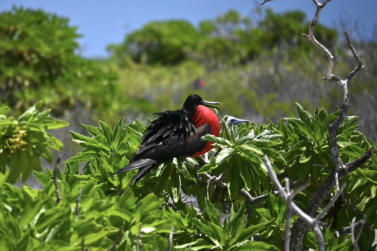 Bindenfregattvogel - ML620877780