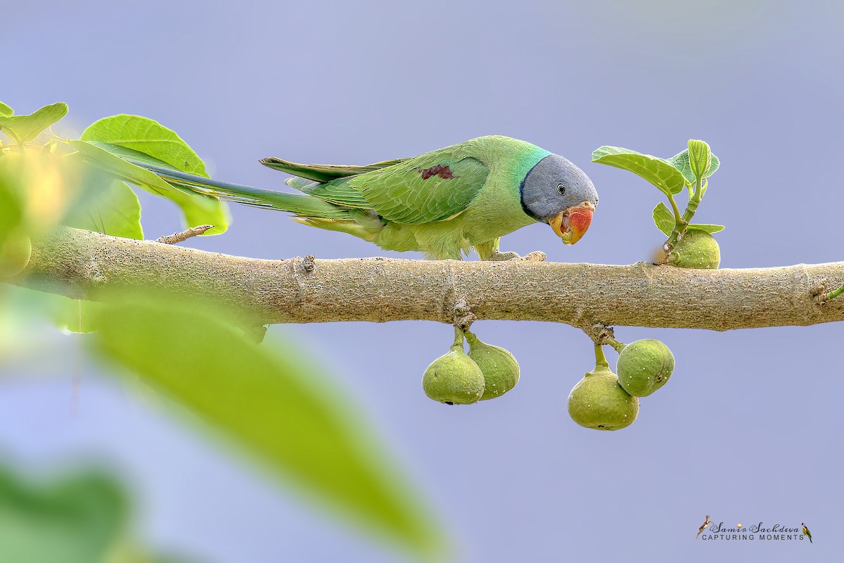 Slaty-headed Parakeet - ML620877783
