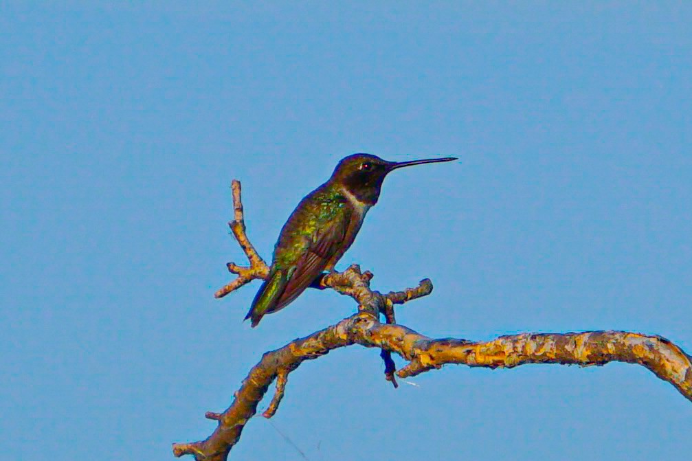 Black-chinned Hummingbird - ML620877786