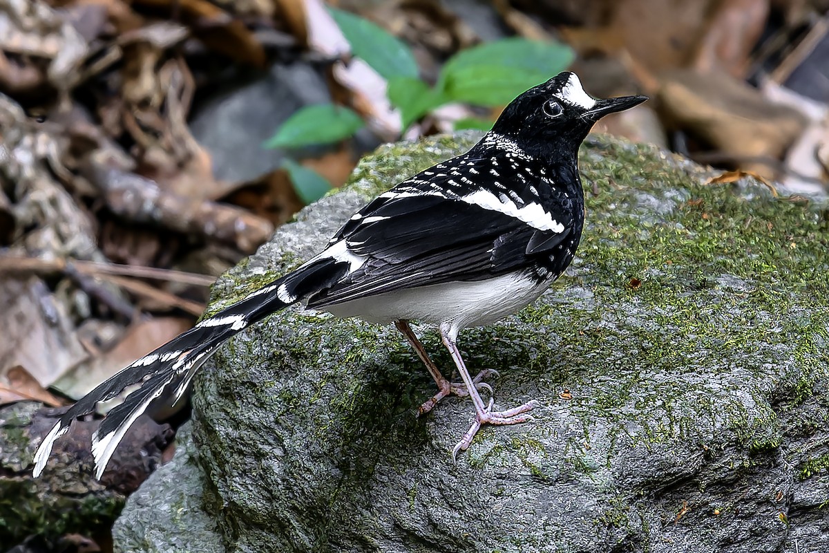 Spotted Forktail - ML620877805