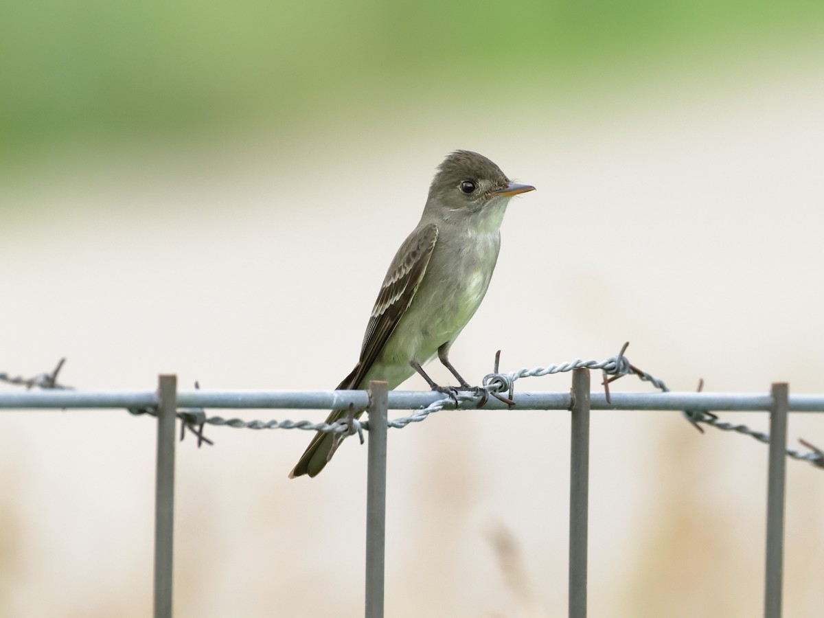 Eastern Wood-Pewee - Charlie Arp