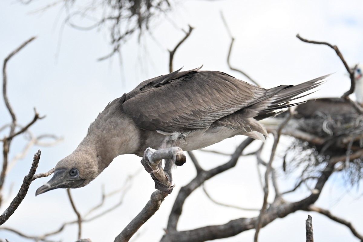 Red-footed Booby - ML620877809