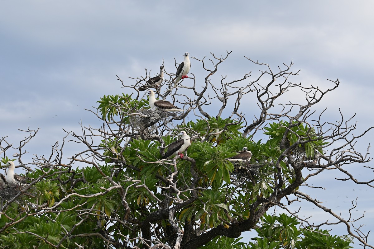 Red-footed Booby - ML620877810
