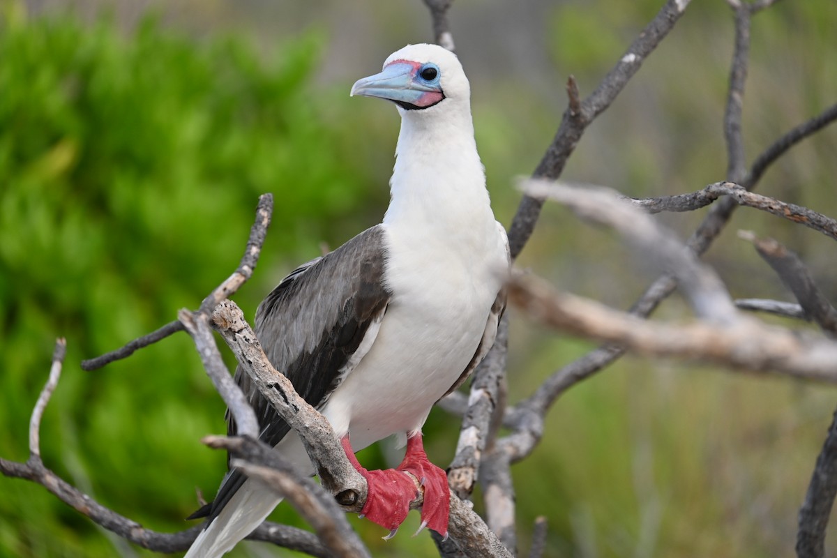 Red-footed Booby - ML620877811
